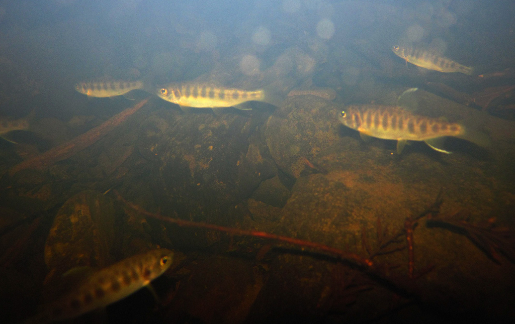 Coho Salmon from Root Creek on August 05, 2013 at 12:10 PM by dianejh ...