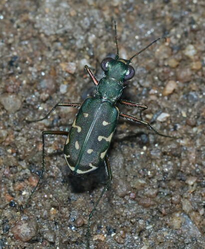 Myriochila distinguenda