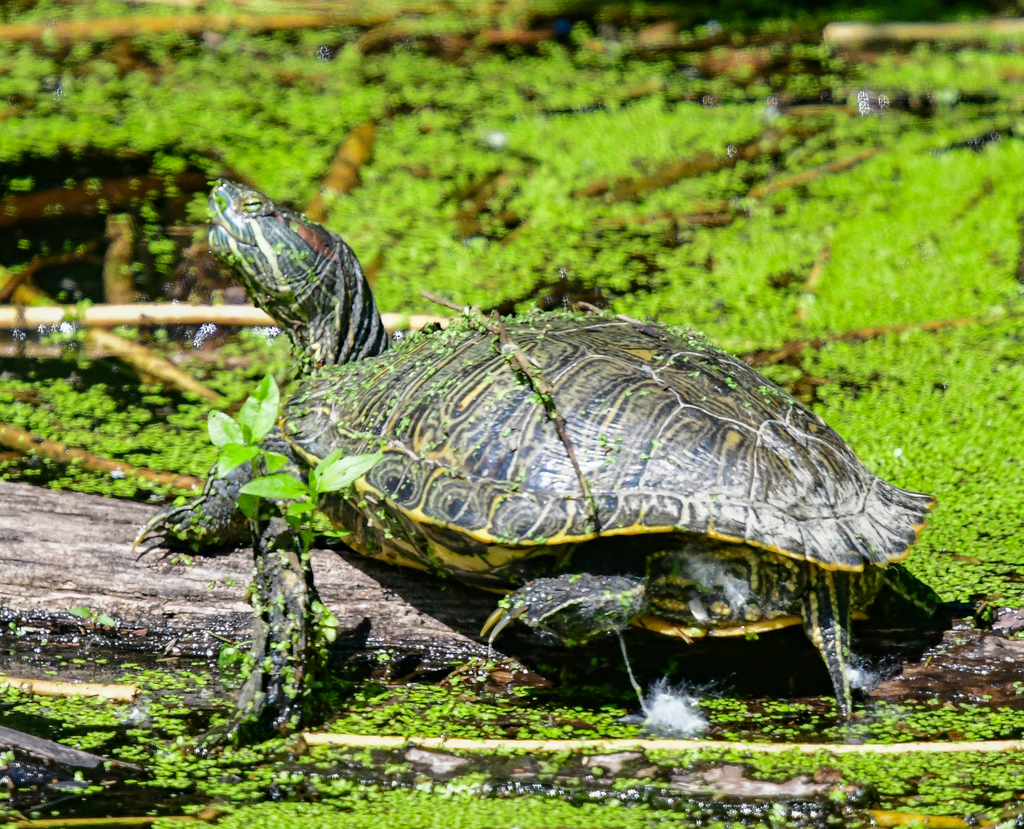 Pond Slider from Fulton County, IL, USA on June 25, 2019 by Dan ...