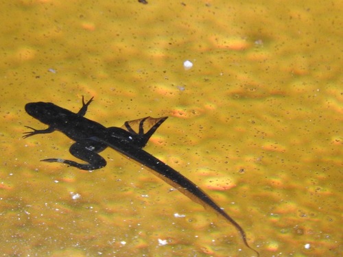 African Clawed Frog