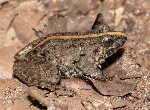 Common Paddy Field Frog
