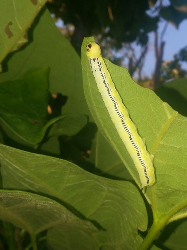 Catalpa Sphinx