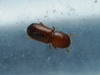 Island Pinhole Borer - Photo (c) Kit Chang, all rights reserved, uploaded by Kit Chang