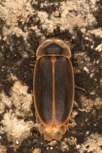 Lamprigera taimoshana Yiu, 2017