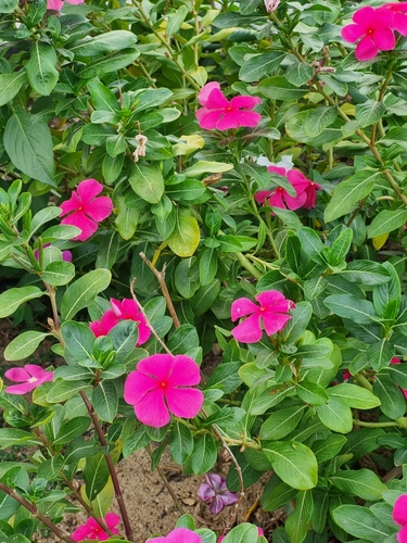 Madagascar Periwinkle