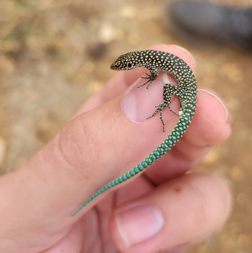 Moroccan Rock Lizard