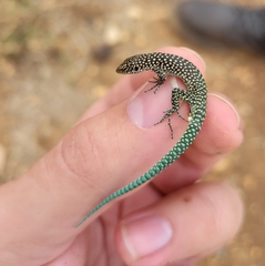 Moroccan Rock Lizard