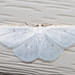 Virgin Moth - Photo (c) Timothy Reichard, all rights reserved, uploaded by Timothy Reichard