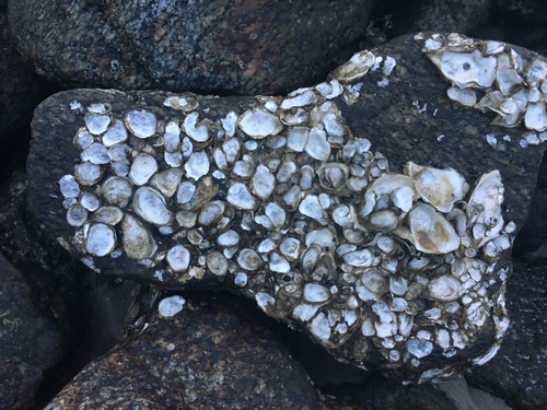 Eastern Oyster