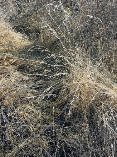 Purple Needlegrass foliage