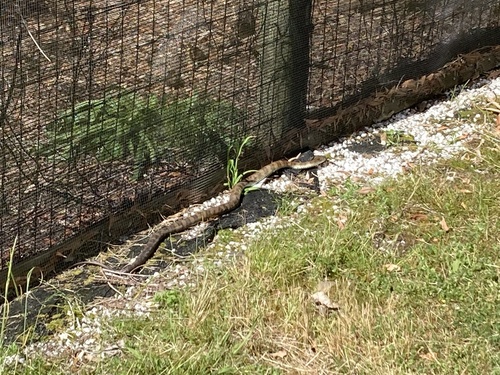 Tiger Snake sighting