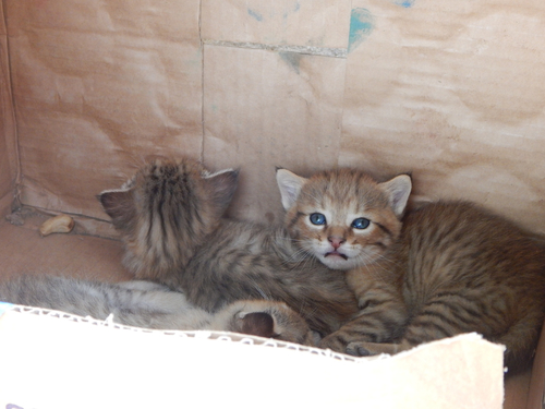 African Wildcat