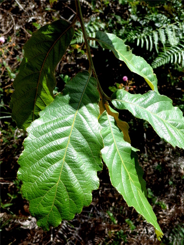 Quercus liebmannii