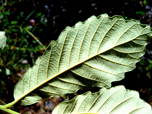 Quercus liebmannii