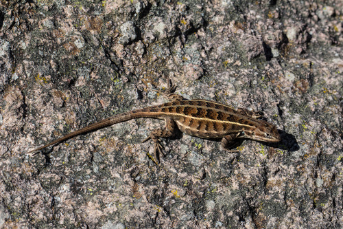 Trans Volcanic Bunchgrass Lizard
