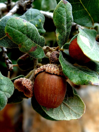 Quercus frutex