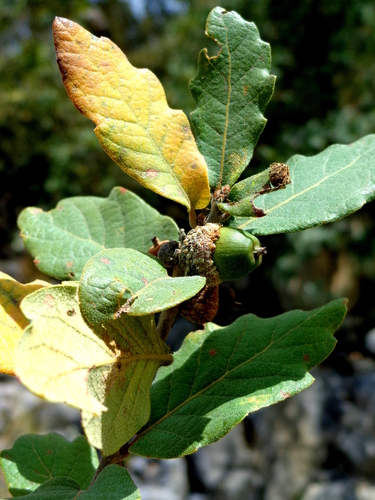 Quercus invaginata
