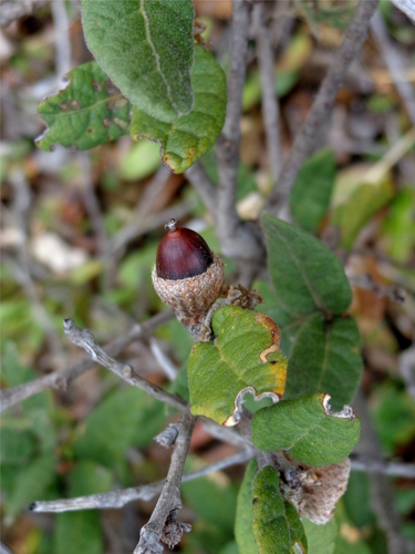 Quercus miquihuanensis