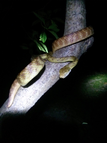 Brown Tree Snake sighting