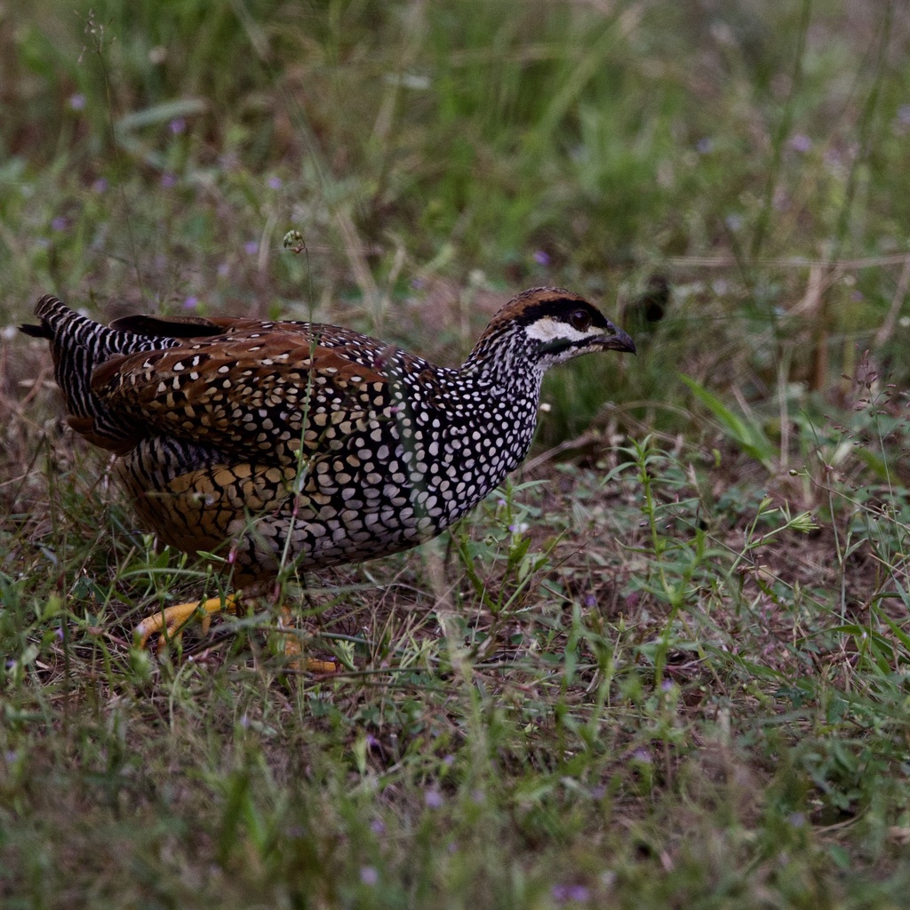 Rand Rudland Chinese Francolin from Vulture Restaurant, Chhaeb, Cambodia on November ...
