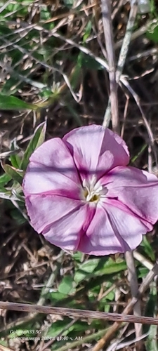 Cantabrican morning glory