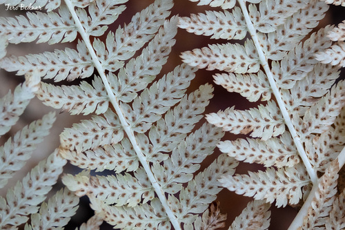 Athyrium filix-femina