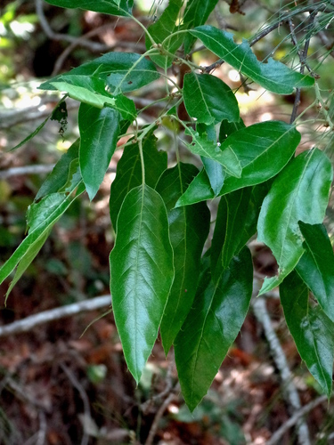 Sartor's Oak