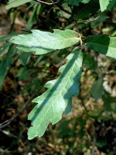 Quercus toxicodendrifolia