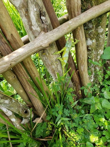 Johnston's Chameleon