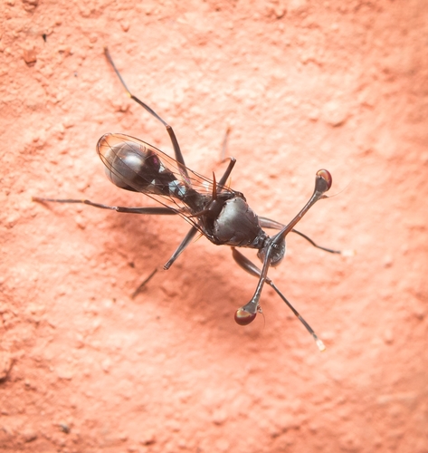 Chaetodiopsis meigenii