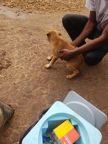 Domestic Dog