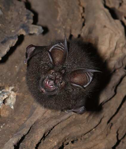 Beddome's Horseshoe Bat