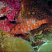 Caribbean Redspotted Hawkfish
