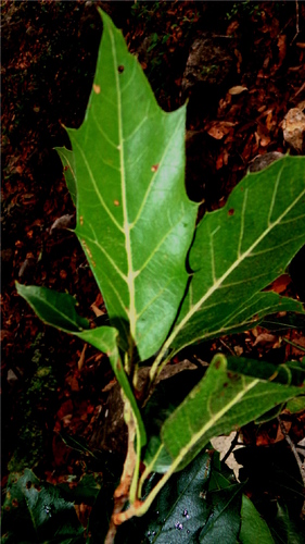 Quercus furfuracea