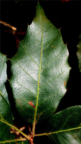 Quercus furfuracea