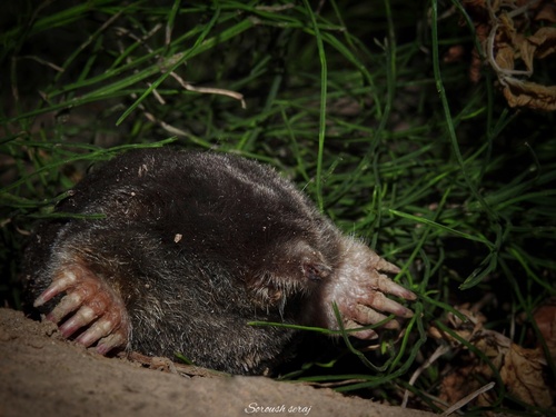 Talysch Mole (Talpa talyschensis) — Least Concern Mammalia