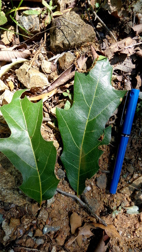 Robust Oak