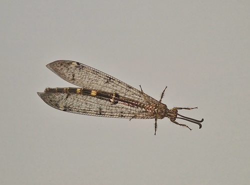 Four-spotted antlion