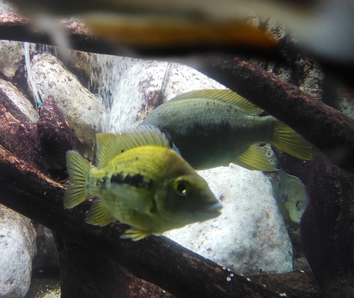 High-finned Madagascar Cichlid