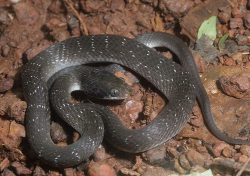 Red-lipped Snake