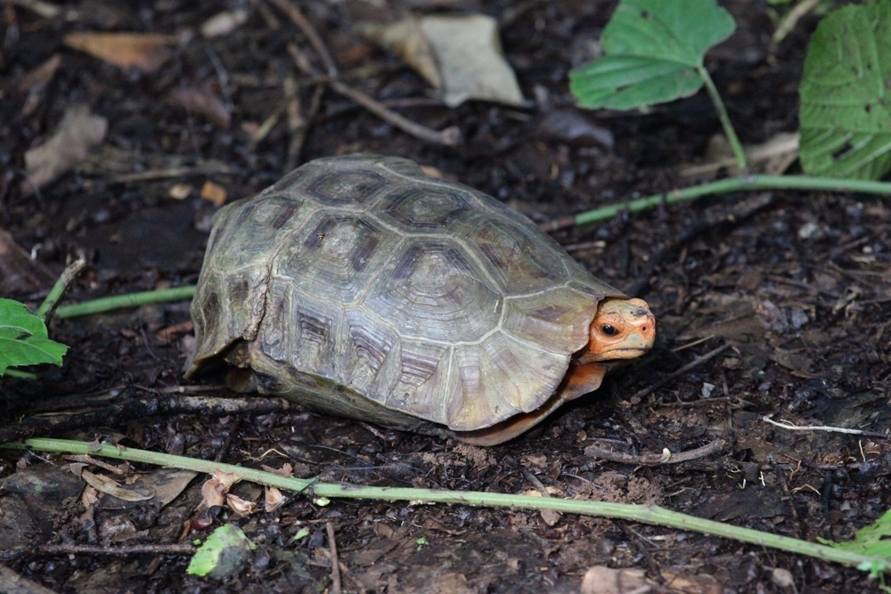 Home's Hingeback Tortoise in June 2010 by Toby Hibbitts · iNaturalist