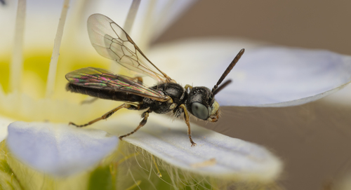 Neffapis longilingua