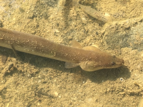 American Eel