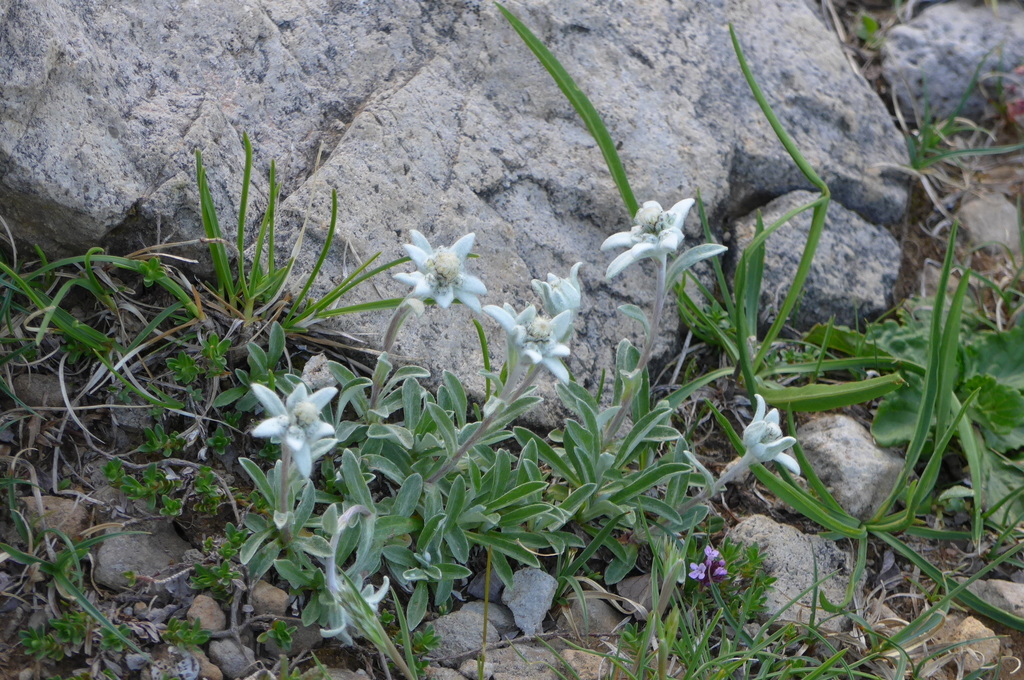 Edelweiss Leontopodium Nivale Inaturalist