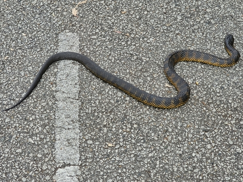 Tiger Snake sighting
