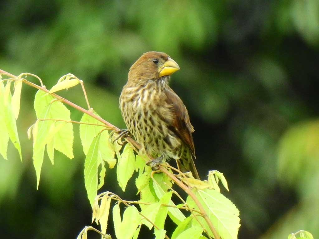 Grosbeak Weaver photo