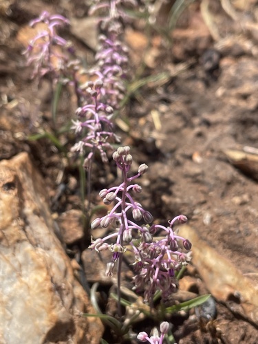 Ledebouria minima (Baker) S.Venter