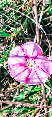 Cantabrican morning glory