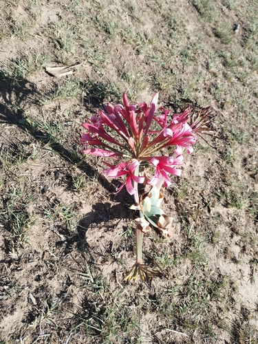 Ground lily