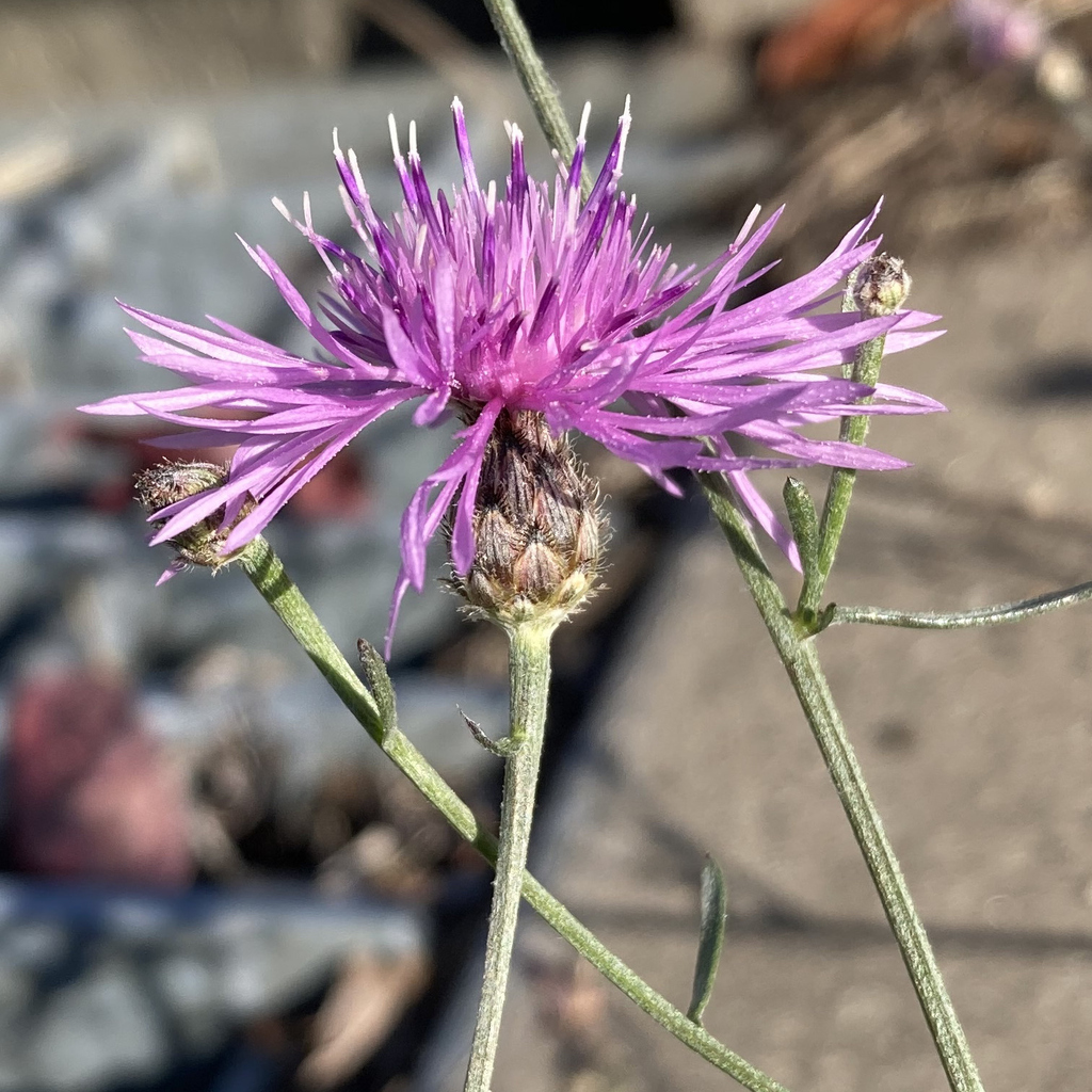 Spotted knapweed